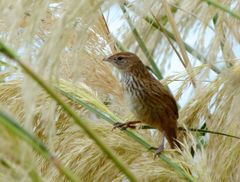 Poodytes punctatus punctatus