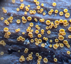 Arachnopeziza trabinelloides