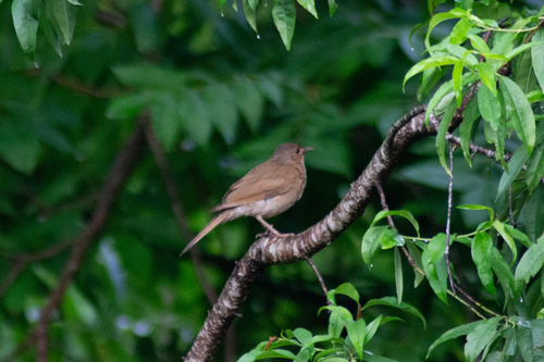 Rufous Hornero