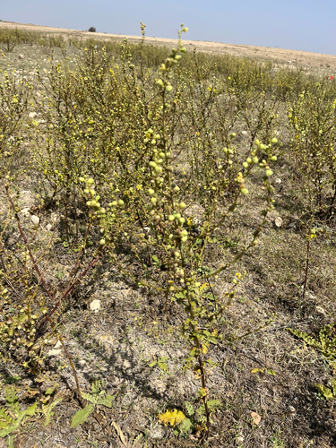 wavyleaf mullein