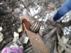 Littoraria zebra