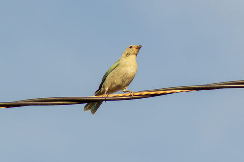 Sayaca Tanager