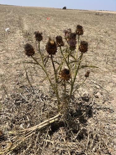 Artichoke Thistle