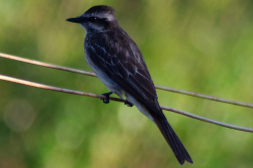 Variegated Flycatcher