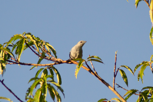 Sayaca Tanager