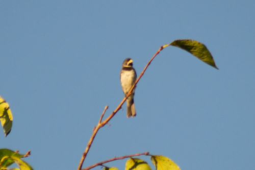 Double-collared Seedeater
