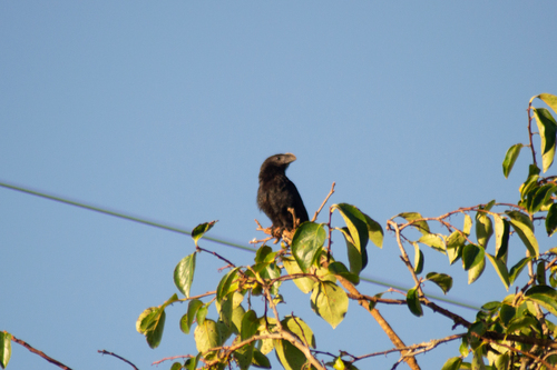 Smooth-billed Ani