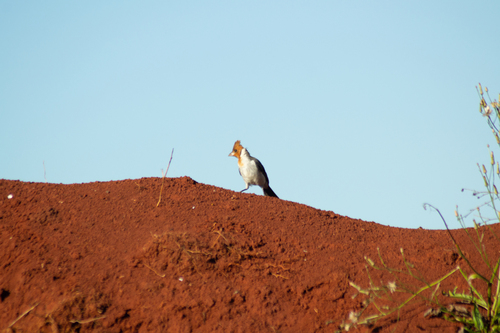 Red-crested Cardinal
