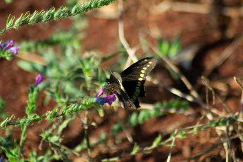Polydamas Swallowtail