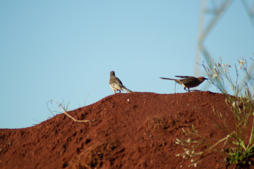 Chalk-browed Mockingbird