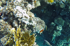 Chaetodon paucifasciatus