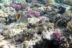 Chaetodon paucifasciatus