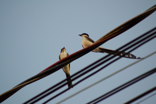 Fork-tailed Flycatcher