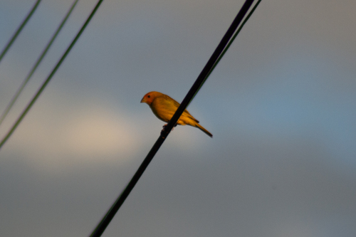 Saffron Finch
