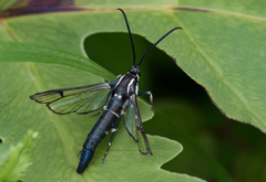 Synanthedon pictipes