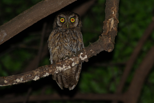 Long-tufted Screech-Owl