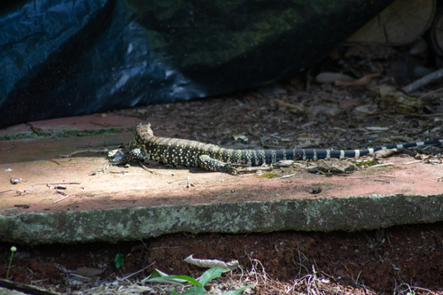 Argentine Black-and-white Tegu
