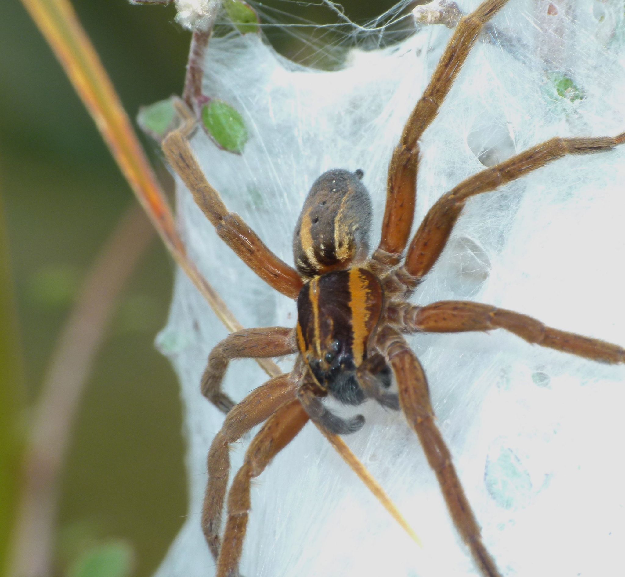 File:Dolomedes minor-Nursery Web Spider (NZAC06001334).jpg