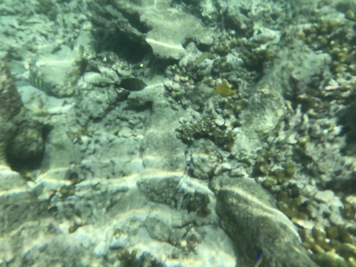 Acanthurus coeruleus