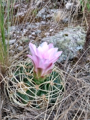 Gymnocalycium monvillei