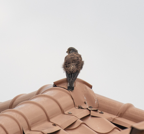 Eurasian Kestrel