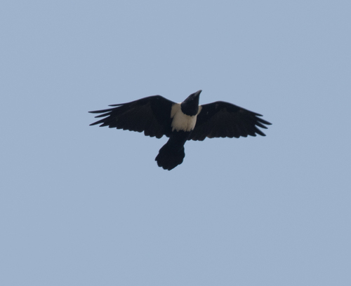 Pied Crow