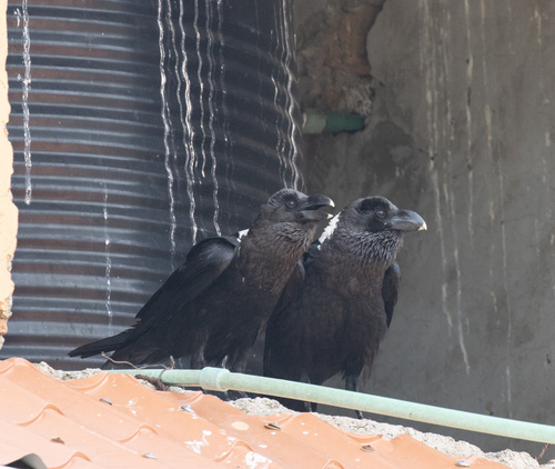 White-necked Raven