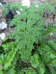 Athamanta sicula, photograph (c) Karim Haddad, some rights reserved (CC BY)