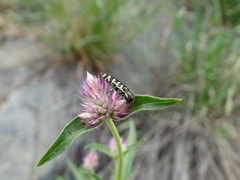 Acmaeodera solitaria