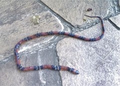 Oxyrhopus guibei