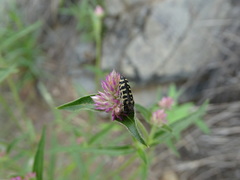 Acmaeodera solitaria