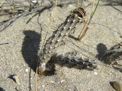 Pterocactus tuberosus