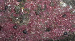 Hemithiris psittacea