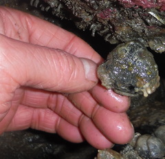 Hemithiris psittacea
