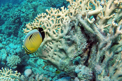Chaetodon austriacus