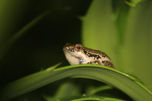 Spotted Painted Reedfrog