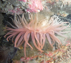 Cribrinopsis fernaldi