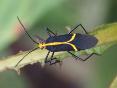 Hypselonotus linea