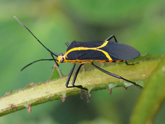 Hypselonotus linea