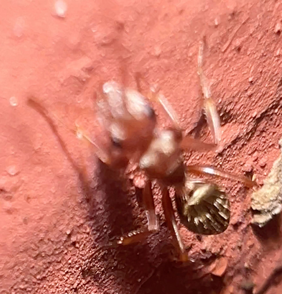 Camponotus crispulus