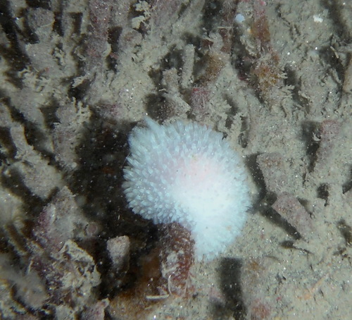 Onchidorididae