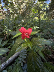 (c) Emmett Serrano, some rights reserved (CC BY) Ruellia coccinea, photograph (c) Emmett Serrano, some rights reserved (CC BY)