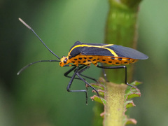 Hypselonotus linea