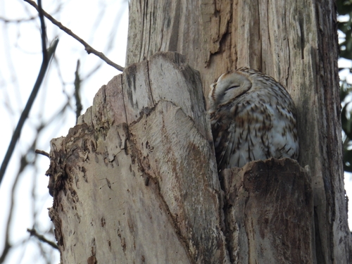 View observation of {o.common_name} on iNaturalist