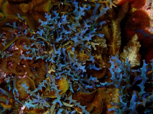 Gongolaria abies-marina observed 2025-12-25