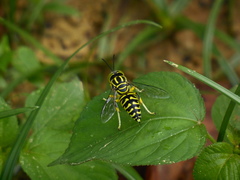 Stictia