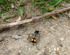 Hoplomutilla spinosa