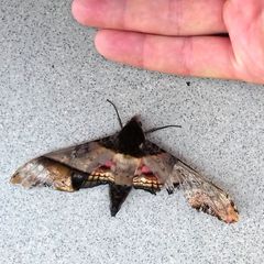 Amplypterus panopus