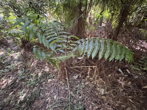 Cyathea horrida, photograph 2