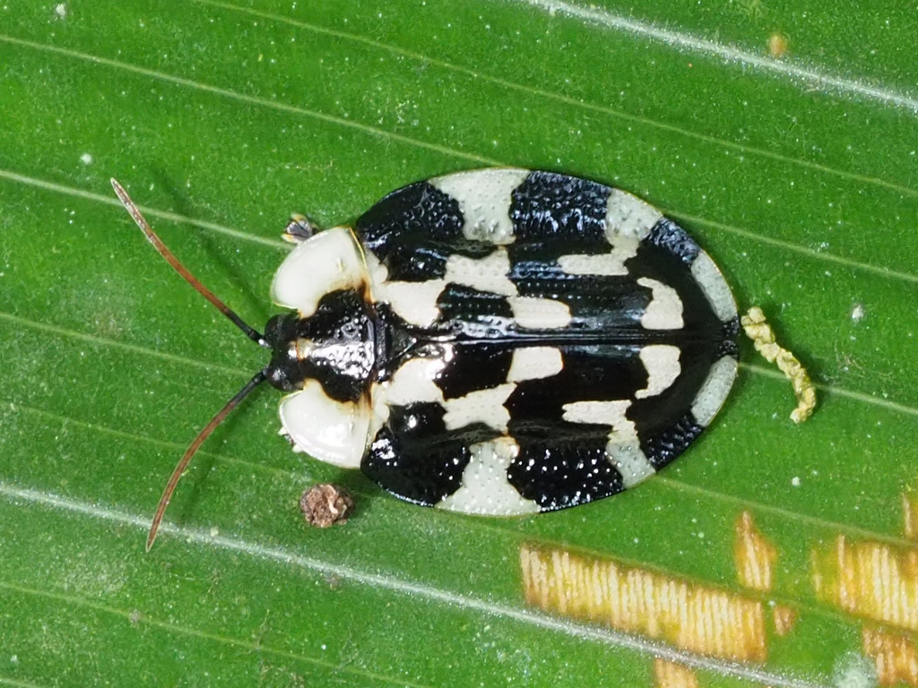 Checkered Tortoise Beetle